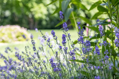 Çiçek açan İngiliz lavanta çiçeğinin tam çerçeve soyut doku arka planı, çözünmüş arka planı olan bir bitki bahçesinde bulunuyor.