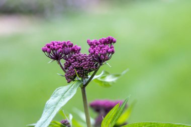 Full frame abstract texture background of budding rosy swamp milkweed (asclepias incarnata) blooms in an herb garden with defocused background clipart