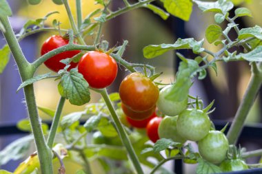 Çilekli domates bitkisinin çeşitli olgunlaşma aşamalarında meyveli tam kare makro görüntüsü.