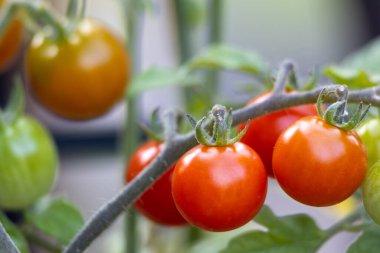 Çilekli domates bitkisinin çeşitli olgunlaşma aşamalarında meyveli tam kare makro görüntüsü.