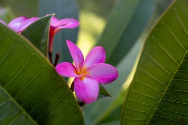 Açık hava tesisatında (frangipani) güzel pembe çiçek açan tam kare makro görünüm.