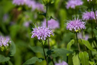 Bir yaz bahçesinde çiçek açan yabani bergamot (monarda fistulosa) çiçeklerinin soyut dokusu
