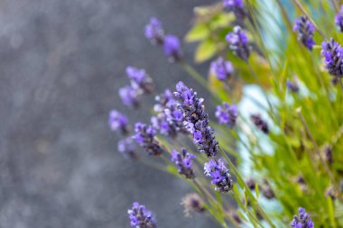 Mor İngiliz lavanta çiçeklerinin tam çerçeve soyut dokusu, çözünmüş gri taş bir duvarın önünde.
