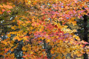 Kırmızı bir akçaağaç (acer rubrum) üzerinde parlak sonbahar renk yapraklarının tam çerçeve dokusu