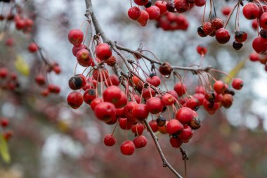 Sonbahar kırmızısı renginin tam çerçeve desen arkaplanı elma (malus) ağacındaki küçük meyveler