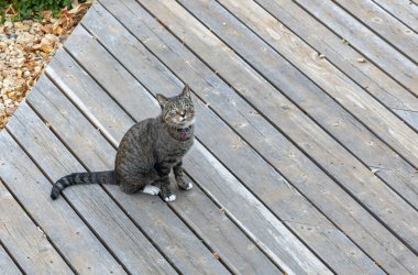 Yalnız gri çizgili tekir kedi, beyaz pençeli, yıpranmış sedir güvertesinde oturuyor kameraya bakıyor.