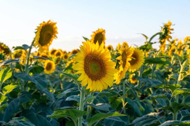Ayçiçeği tarlasında gün batımı