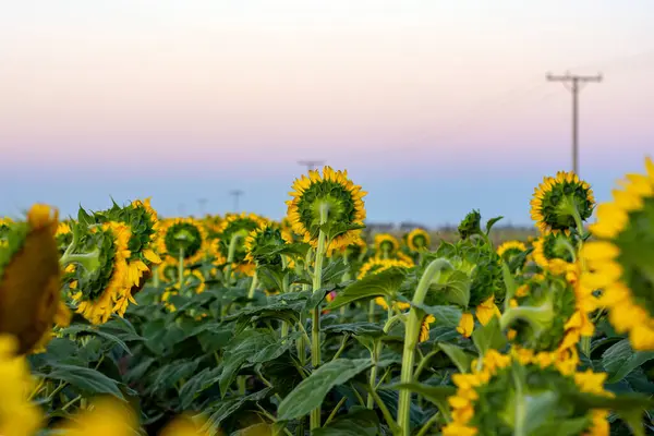 Krajobraz Polny Porośnięty Słonecznikami — Zdjęcie stockowe