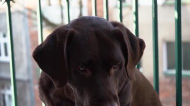 Güzel safkan labrador av köpeğinin yakın portresi, kameraya bakan köpek, yavaş hareket. Mutlu hayvanlar, en iyi arkadaşlar..