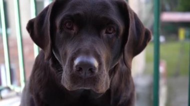 Güzel safkan labrador av köpeğinin yakın portresi, kameraya bakan köpek, yavaş hareket. Mutlu hayvanlar, en iyi arkadaşlar..