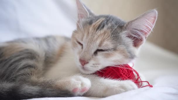 Ένα Χαριτωμένο Χνουδωτό Τρίχρωμη Εγχώρια Γάτα Βρίσκεται Μια Κόκκινη Μπάλα — Αρχείο Βίντεο