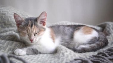 Şirin, pofuduk, evcil bir kedi gri bir battaniyeye uzanıp uyuyor. Güzel ve sevimli kedi evcil hayvanları. 4K video.