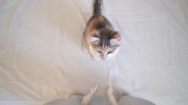  Şirin, pofuduk, üç renkli evcil kedi pençesiyle iplere tutunarak oynuyor. Güzel ve sevimli kedi evcil hayvanları. 4K video.