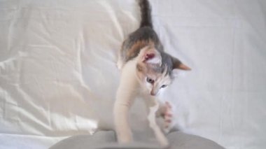  Şirin, pofuduk, üç renkli evcil kedi pençesiyle iplere tutunarak oynuyor. Güzel ve sevimli kedi evcil hayvanları. 4K video.