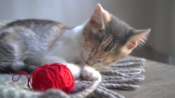 かわいいふわふわの三色の国内猫は 赤い糸の玉で灰色の毛布の上に舌で足を洗い 舐めています 美しく魅力的な猫のペット 4Kビデオ — ストック動画