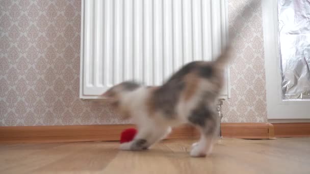 Egy Aranyos Bolyhos Trikolor Macska Fut Ugrál Miközben Játszik Egy — Stock videók