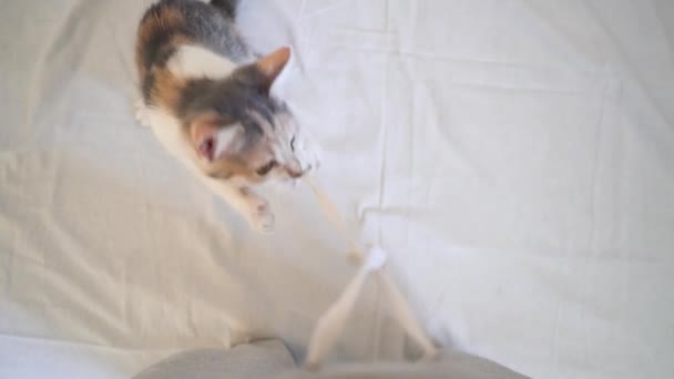 かわいいふわふわの三色の国内猫が 足でロープを絡めて遊んでいます 美しく魅力的な猫のペット 4Kビデオ — ストック動画