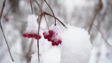 Karda kırmızı viburnum üzümü demetlerinin olduğu güzel bir doğa videosu, yaklaşın, yavaş çekim. Mevsimlik meyveler, vitaminler. Parktaki buzlar içindeki kuşlar ve hayvanlar için kış yiyeceği