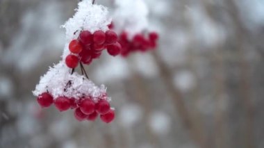  Karda kırmızı viburnum üzümü demetlerinin olduğu güzel bir doğa videosu, yaklaşın, yavaş çekim. Mevsimlik meyveler, vitaminler. Parktaki buzlar içindeki kuşlar ve hayvanlar için kış yiyeceği