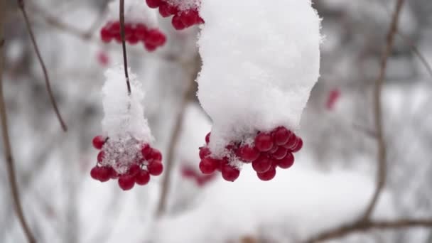 Hermoso Vídeo Naturaleza Racimos Bayas Viburnum Rojo Nieve Cerca Cámara — Vídeos de Stock