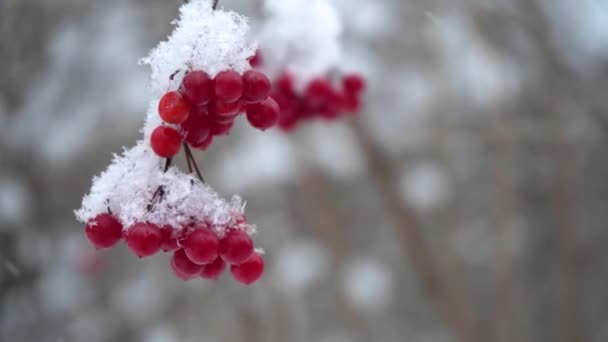 Hermoso Vídeo Naturaleza Racimos Bayas Viburnum Rojo Nieve Cerca Cámara — Vídeos de Stock