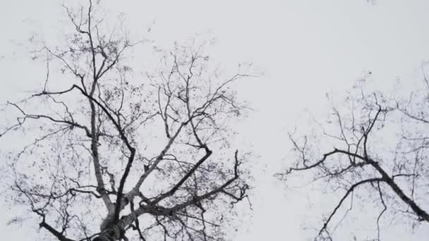 Coroane Goale Ramuri Copaci Fundalul Unui Cer Gri Iarnă Vedere — Videoclip de stoc