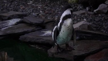 Humboldt penguenine, Spheniscus humboldti veya Peru penguenlerine yakın çekim Krakow Hayvanat Bahçesi, Poland.Güzel kutup kuşlarının, doğadaki penguenlerin doğa videosu..