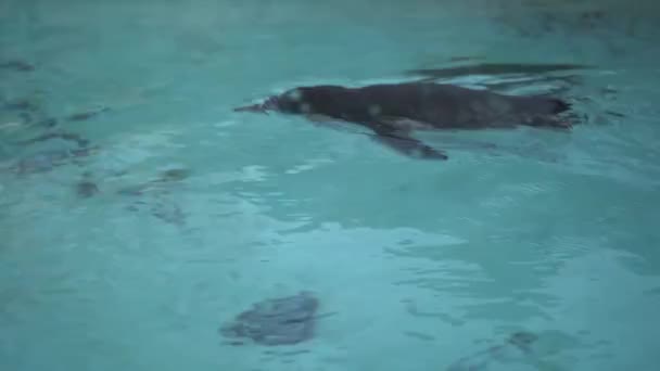 Close Humboldt Penguin Spheniscus Humboldti Peruvian Penguin Swim Dive Blue — 图库视频影像