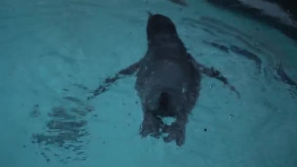 Close Humboldt Penguin Spheniscus Humboldti Peruvian Penguin Swim Dive Blue — Vídeo de Stock