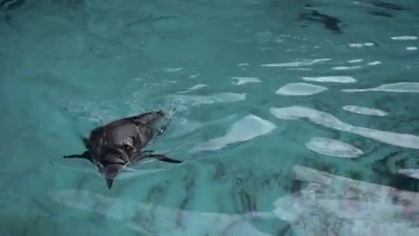 Close Humboldt Penguin Spheniscus Humboldti Peruvian Penguin Swim Dive Blue — 비디오