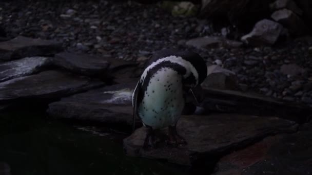 Крупный План Гумбольдта Пингвина Spheniscus Humboldti Перуанского Пингвина Плавать Нырять — стоковое видео