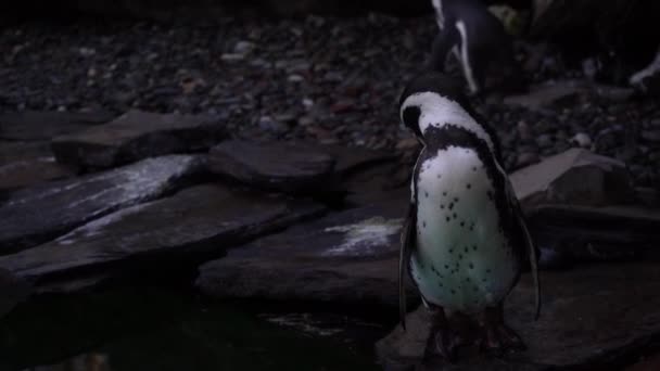 Close Humboldt Penguin Spheniscus Humboldti Peruvian Penguin Swim Dive Blue — Stock video