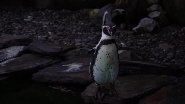 Close Humboldt Penguin Spheniscus Humboldti Peruvian Penguin Swim Dive Blue — Vídeo de Stock
