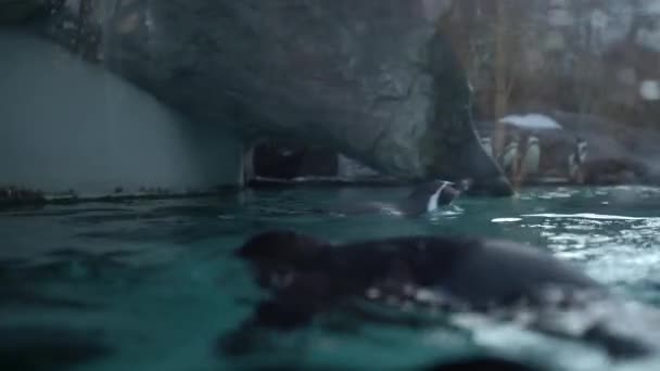 フンボルトペンギン シュフェナシスフンボルティ ペルーペンギンはポーランドのクラクフ動物園のプールの青い水で泳いだりダイビングしたりします 美しい北極鳥の自然ビデオ 自然の中でのペンギン — ストック動画