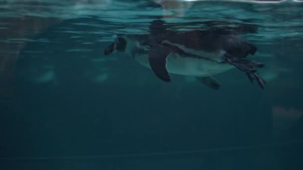 Close Humboldt Penguin Spheniscus Humboldti Peruvian Penguin Swim Dive Blue — Stock video