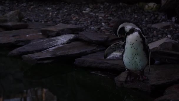 Primer Plano Del Pingüino Humboldt Spheniscus Humboldti Pingüino Peruano Nadando — Vídeos de Stock