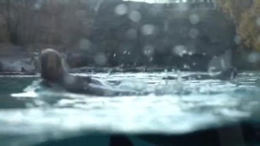 Humboldt penguenine, Spheniscus humboldti veya Peru penguenlerine yakın çekim Krakow Hayvanat Bahçesi, Poland.Güzel kutup kuşlarının, doğadaki penguenlerin doğa videosu..