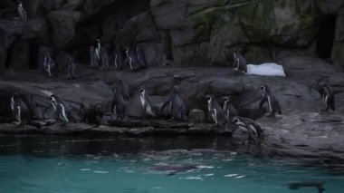 Group of Humboldt penguins,Spheniscus humboldti Peruvian penguin stand on rocky shore near blue water,swim and dive in pool of Krakow Zoo,Poland.Nature video beautiful arctic birds,penguins in nature.