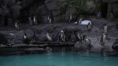 Group of Humboldt penguins,Spheniscus humboldti Peruvian penguin stand on rocky shore near blue water,swim and dive in pool of Krakow Zoo,Poland.Nature video beautiful arctic birds,penguins in nature.