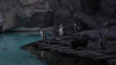 Bir grup Humboldt pengueni, Spheniscus humboldti Peru pengueni mavi suyun yanındaki kayalık sahilde duruyor, Krakow Hayvanat Bahçesi, Poland havuzunda yüzüyor ve dalıyor. Doğada güzel kutup kuşları, doğada penguenler.