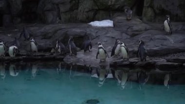 Group of Humboldt penguins,Spheniscus humboldti Peruvian penguin stand on rocky shore near blue water,swim and dive in pool of Krakow Zoo,Poland.Nature video beautiful arctic birds,penguins in nature.