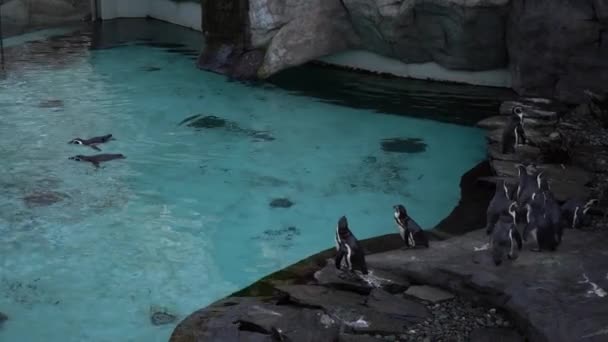 Grupo Pingüinos Humboldt Spheniscus Humboldti Pingüino Peruano Pie Costa Rocosa — Vídeo de stock