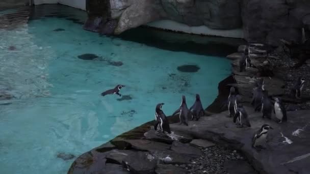 Grupo Pinguins Humboldt Spheniscus Humboldti Pinguim Peruano Fica Costa Rochosa — Vídeo de Stock