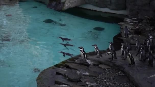一群洪堡企鹅 Spheniscus Humboldti 秘鲁企鹅 站在蓝色水边的岩石海岸上 在波兰克拉科夫动物园的游泳池里游泳和潜水 — 图库视频影像