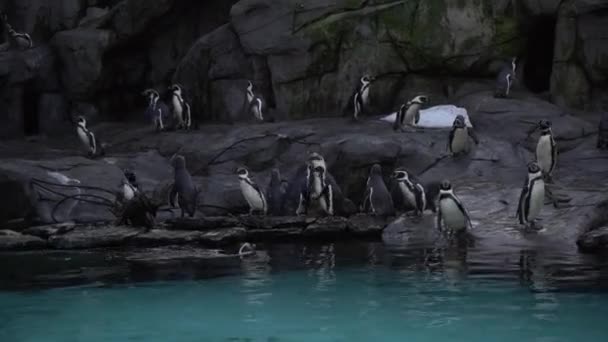 Skupina Tučňáků Humboldt Spheniscus Humboldti Peruánský Tučňák Stojí Skalnatém Břehu — Stock video