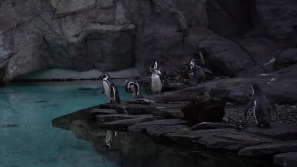Grupo Pingüinos Humboldt Spheniscus Humboldti Pingüino Peruano Pie Costa Rocosa — Vídeos de Stock