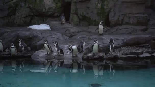Group Humboldt Penguins Spheniscus Humboldti Peruvian Penguin Stand Rocky Shore — Vídeos de Stock