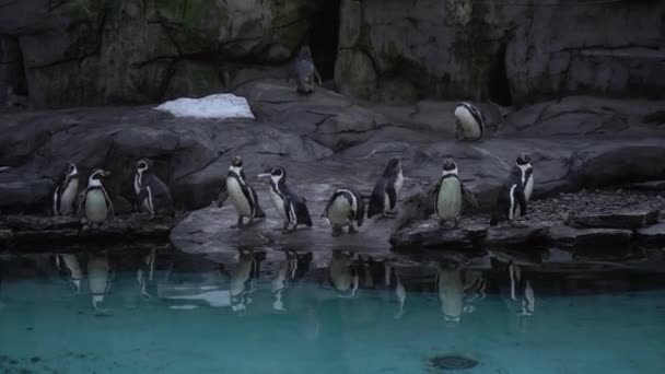 Skupina Tučňáků Humboldt Spheniscus Humboldti Peruánský Tučňák Stojí Skalnatém Břehu — Stock video