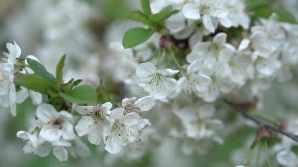 Close Flores Brancas Primavera Uma Cerejeira Uma Ramificação Jardim Abril — Vídeo de Stock