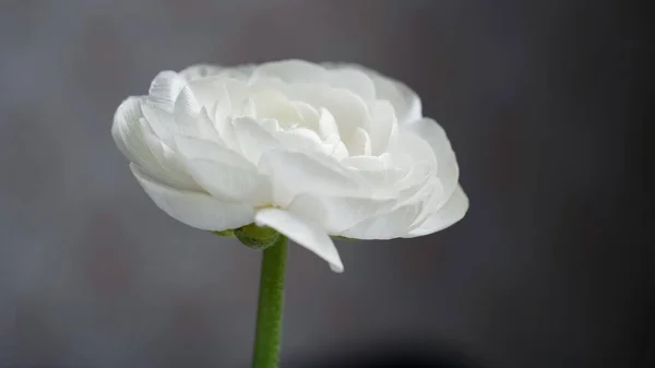 Macro Photo White Ranunculus Flower Bud Close Gray Background Texture — Stock Photo, Image